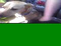 Puppy Transportation
