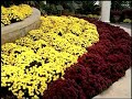 Virginia Farm Bureau - In the Garden - Fall Mums Virginia Farm Bureau - In the Garden - Fall Mums