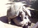Galapagos Island Tortouise Mating