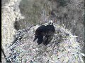Osprey return DPOF Osprey live cam March 17