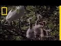 Animal Winter Games: Snowy Egret Tug of War
