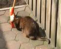 Nena & Cherry Eigen Huis en Tuin Nena & Cherry Eigen Huis en Tuin