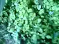 Raupe