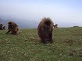 gelada-baboons-simian-mountains-ethiopia.html