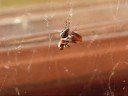 Spider& Ladybug Spider& Ladybug