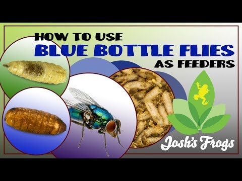 YouTube reptile video