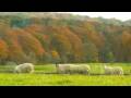 AUTUMN  COLOURS 2008