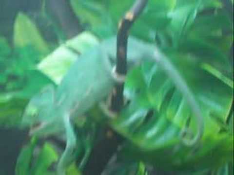 CAMELEON