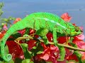 CAMELEON CAMELEON