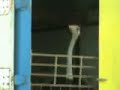 animales del circo