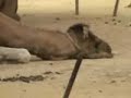 animales del circo