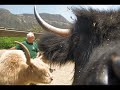 Donkey Mule Highland Cattle Dolly Llama