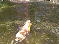 Wyatt the Brittany