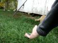 videos de red fox kit puppy cape breton nova scotia