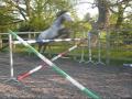 Lucky free jumping up to 1.40m :)