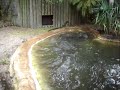 Siamese Crocodile Mother Siamese Crocodile Mother