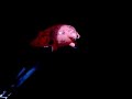 Roger Waters Bogotá - Sheep - Cerdo Bush-Uribe volando