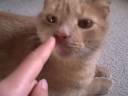 My Cat
