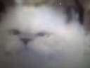 My Cat