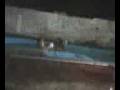 videos de una noche de pile 2