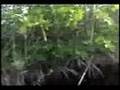 CRAZY-IGUANA-Mangrov