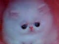 Lachkatze Lachkatze