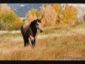 Buckskin Horse- Dave Stamey