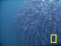 Farting Fish