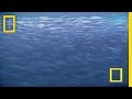 Bal�klar belgeseli video.