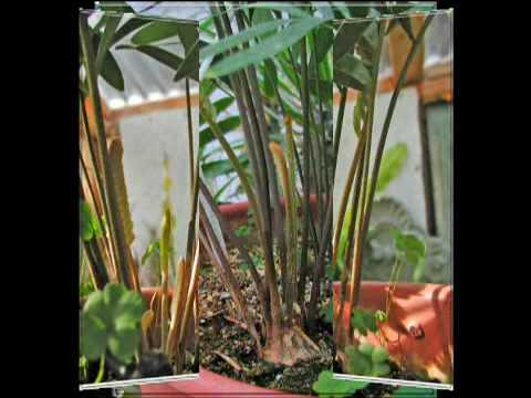 how to transplant zamia