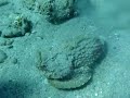 Stone fish swims!