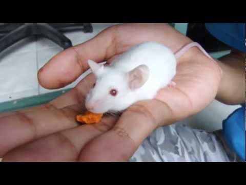 how to care white mouse