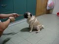 Pug Pug