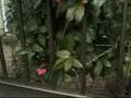 愛華みれ動画6