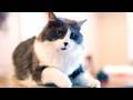 Otto the Copycat