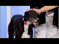 Vet Marc Abraham on Greyhounds