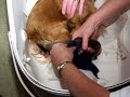 Whelping Chihuahua Puppies by \"Both\" Moms