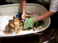 Whelping Chihuahua Puppies by Both Moms