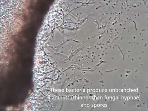 how to isolate streptomyces