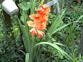 Ghetto Garden 6
