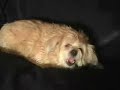 FIVE AWESOME DOGS