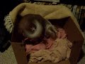 Chinese Crested preparing bed for whelping