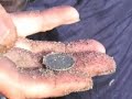 Metal Detecting a Beach Metal Detecting a Beach