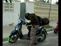 Outtakes:  La Venganza Del Perro Panda