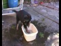 Click here to watch this video RUBY - 9 WKS OLD