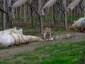 Golia,il mio bracco italiano
