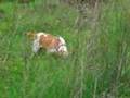 Golia,il mio bracco italiano