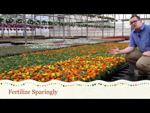 how to care marigold plant