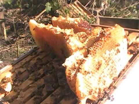 how to harvest raw honey