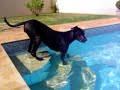 Dogue Alem�o - Nanny